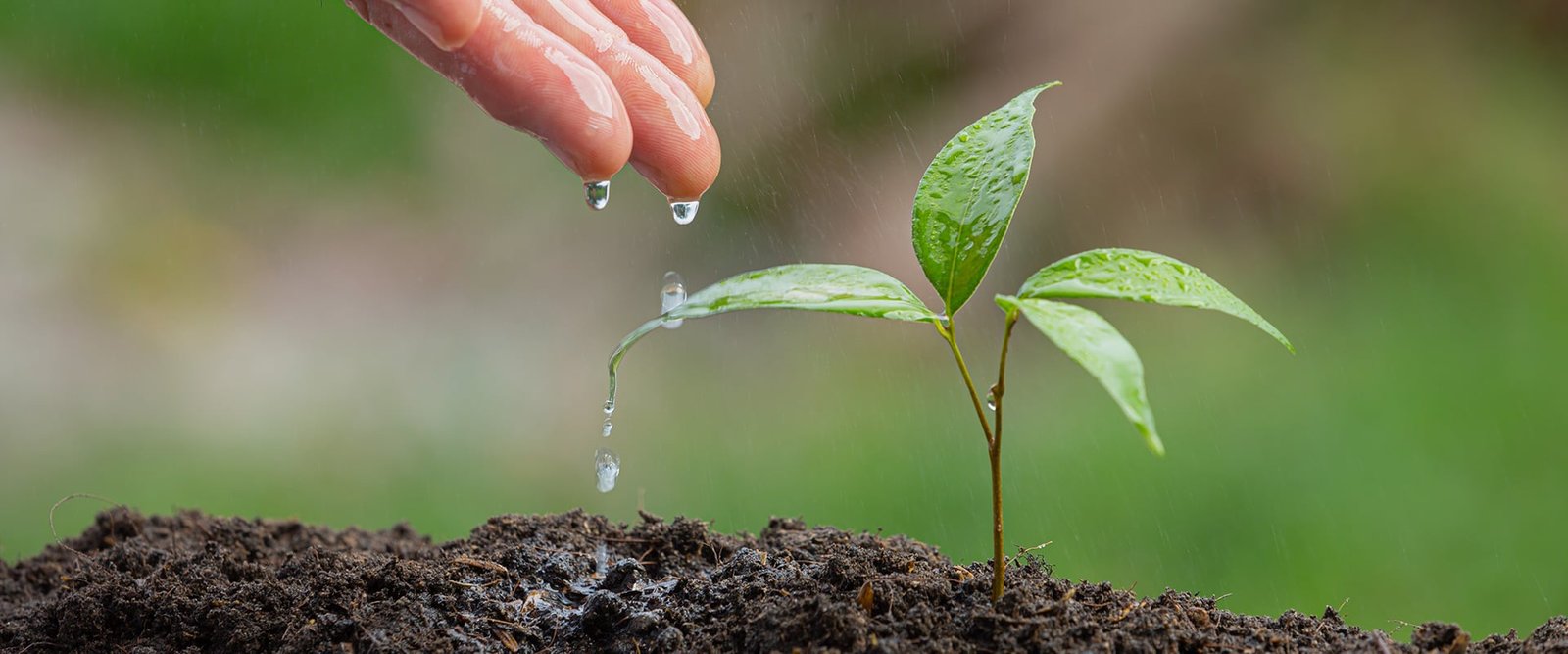 Water drops falling on a young plant in rich soil
